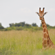 Nubian giraffes in Uganda. Image: Julian Fennessy